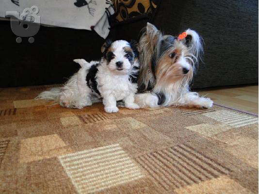 Χαριτωμένο καθαρόαιμο κουτάβι biewer yorkshire terrier